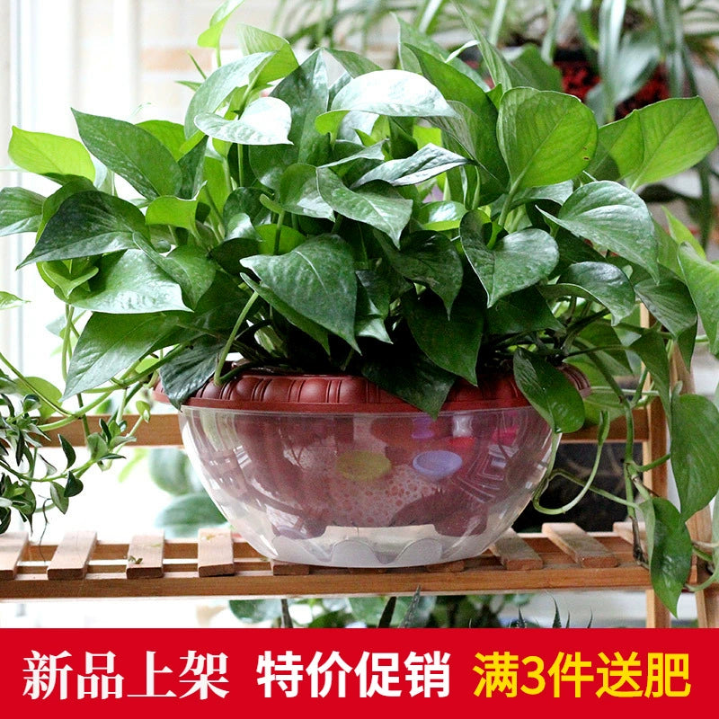 Round Double-Layer Resin Green Dill Flowerpot Plastic Transparent Bottom Basin Transparent Cover Set Basin Non-Porous Water Storage Bean Bag Water Storage