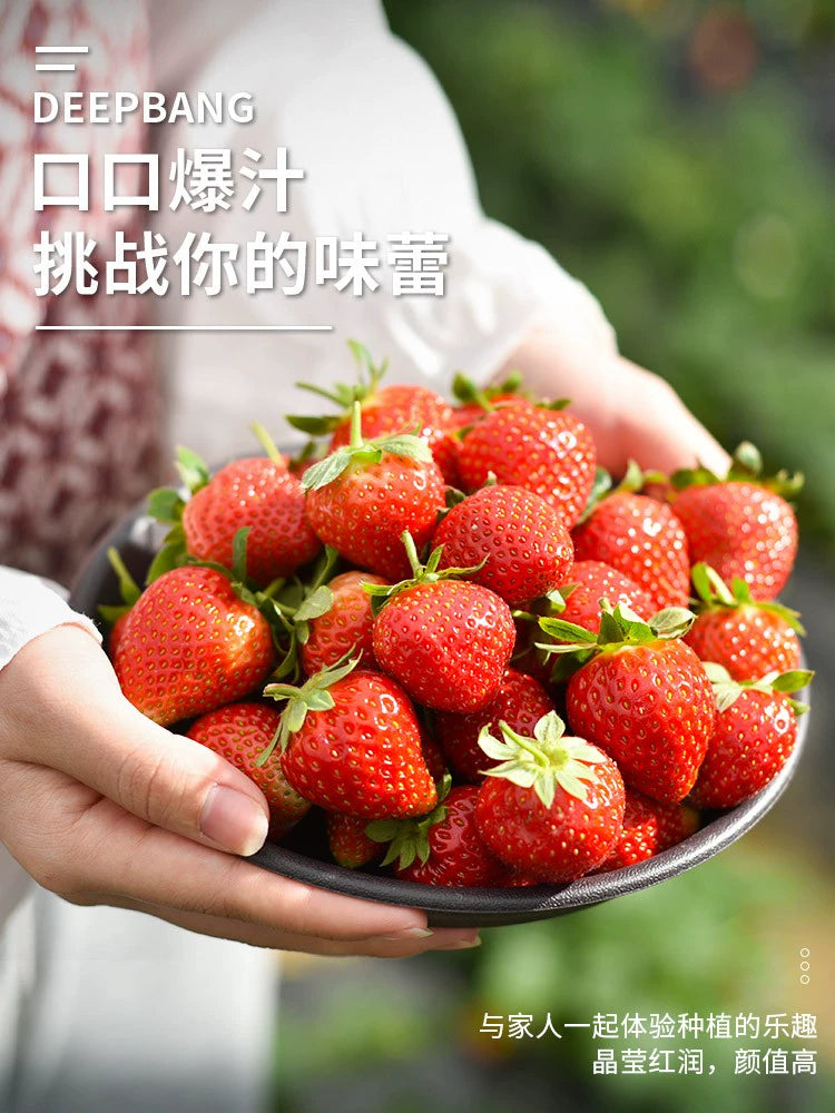 Strawberry Pot Rectangular Plastic Flower Pot 2022 New Style Vegetables Growing Handy Gadget Long Planting Trough Family Balcony Planting Basin