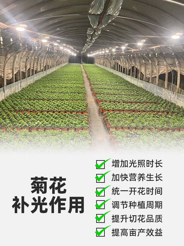 Chrysanthemum Night Fill Light Bean Light Farm Light Simulation Sunlight Adjustment Flowering Greenhouse Special Plant Growth Lamp