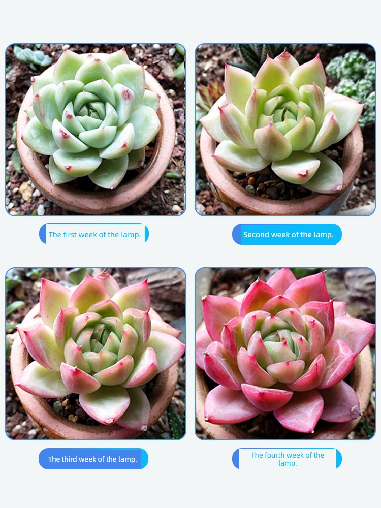 Guixiang Full Spectrum Led Succulent Fill Light For Home Coloring Imitation Solar Plant Growth Light Sunlight Dummy Lamp